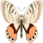 Butterfly 097