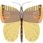 Moth 31