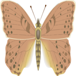 Moth 47