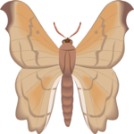 Moth 53
