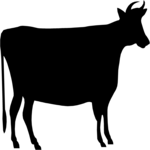 Cow 1