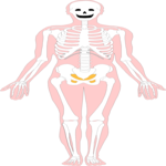 Skeleton 01