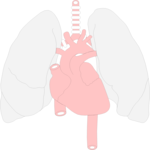 Cardiovascular System