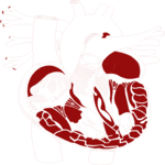 Heart 2