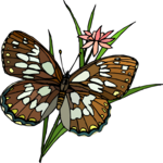 Butterfly 132