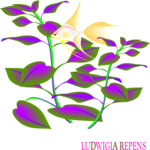 Ludwigia Repens