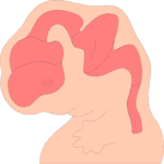 Brain Development 1