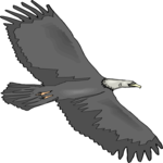 Eagle 68
