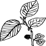 Leaves 12