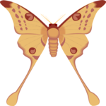 Butterfly 100