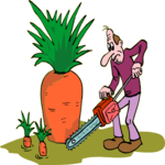 Harvesting Carrots