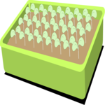Sprouts