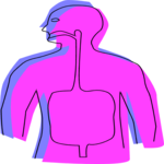Digestive Tract 2