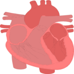 Heart 4