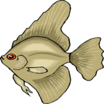 Angel Fish 16