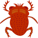Beetle