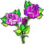 Rose 66