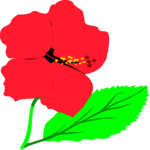 Hibiscus 1