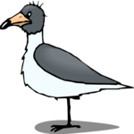Seagull - Grumpy