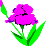 Iris 1