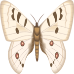 Moth 35