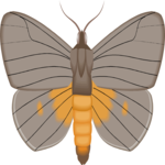 Moth 51