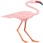 Flamingo 04