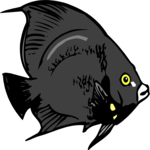 Angel Fish 05