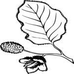 Leaves 14