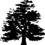 Tree 008