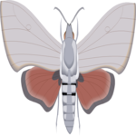 Moth 20