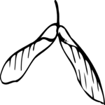 Leaves 15