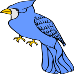 Bluejay 1