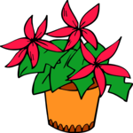 Poinsettia 05