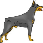 Doberman 8