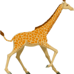Giraffe 05