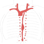 Lymphatic System