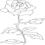 Rose 08
