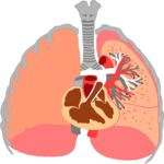 Internal Organs 3