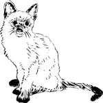 Cat 08