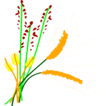Grains
