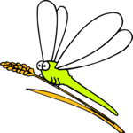 Dragonfly 4