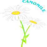 Camomile 7