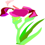 Iris 2