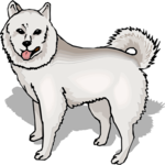 American Eskimo