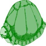Turtle 5