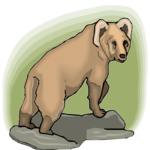 Bear 25