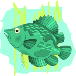 Cichlid - Uaru