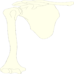 Bones - Shoulder
