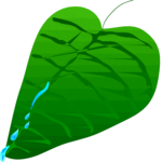 Leaf 062